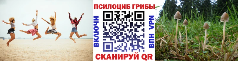 Галлюциногенные грибы Psilocybine cubensis  Вихоревка 